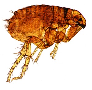 A flea up close