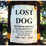 Lost Dog Flyer