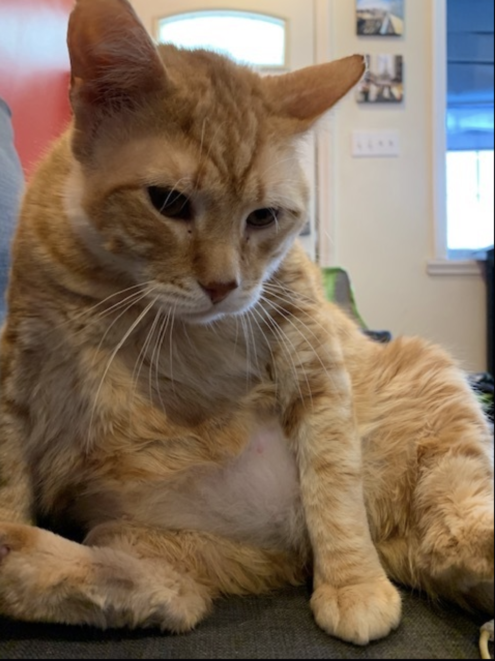 Baltimore Pet Shoppe